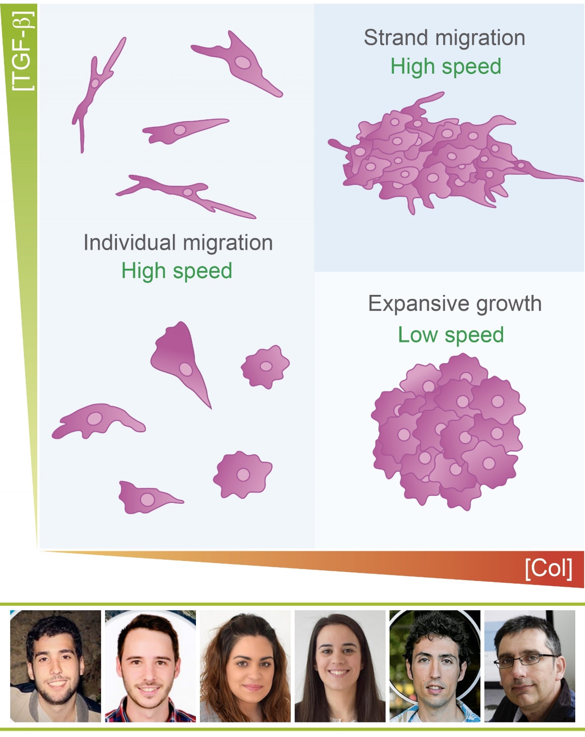 Un estudio realizado por investigadores del I3A muestra cómo se mueven las células tumorales y se favorece la metástasis